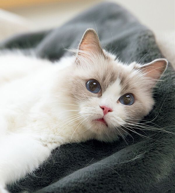 ルフラン（ルフラン）の「もっふもふの着るにゃんこ（パジャマ・ルームウェア）」｜詳細画像