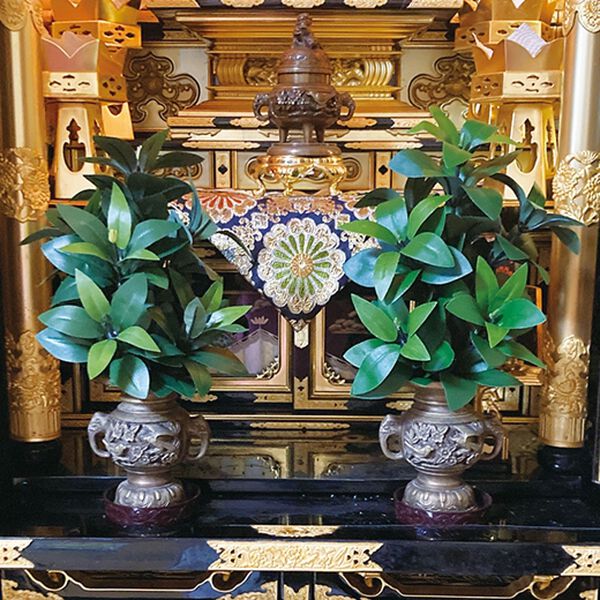 「お墓・仏壇用　しきみ２本セット（仏壇・仏具）」｜詳細画像