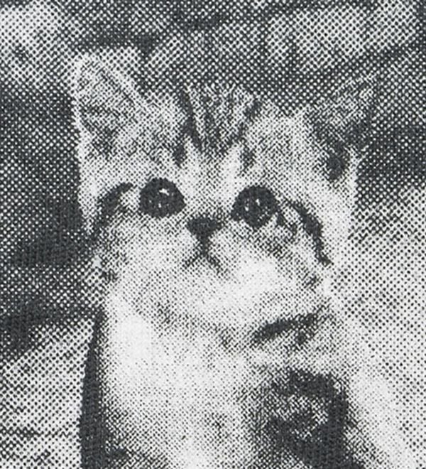 BELLUNA（ベルーナ）の「綿１００％着映えネコ柄プリントＴシャツ（Tシャツ）」｜詳細画像