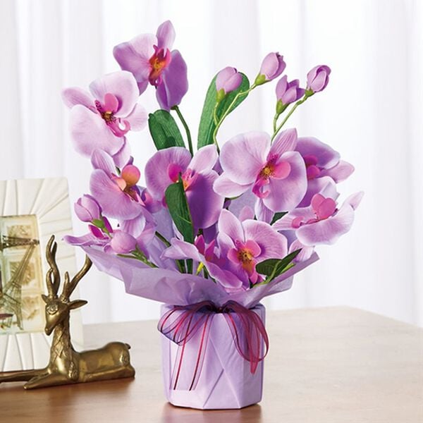 「水やり不要の胡蝶蘭アレンジメント（インテリア雑貨）」｜ホットファレノ