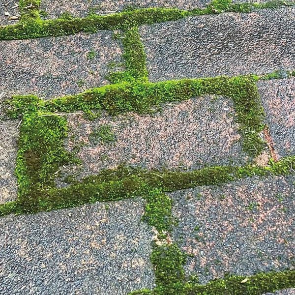 「業務用ガチ落ちコケ・カビ取り２本組（その他日用品）」｜詳細画像