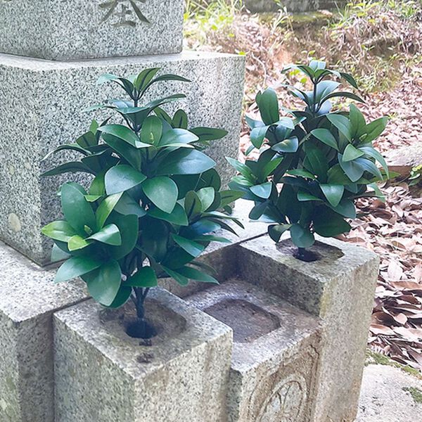 「お墓・仏壇用　しきみ２本セット（仏壇・仏具）」｜詳細画像