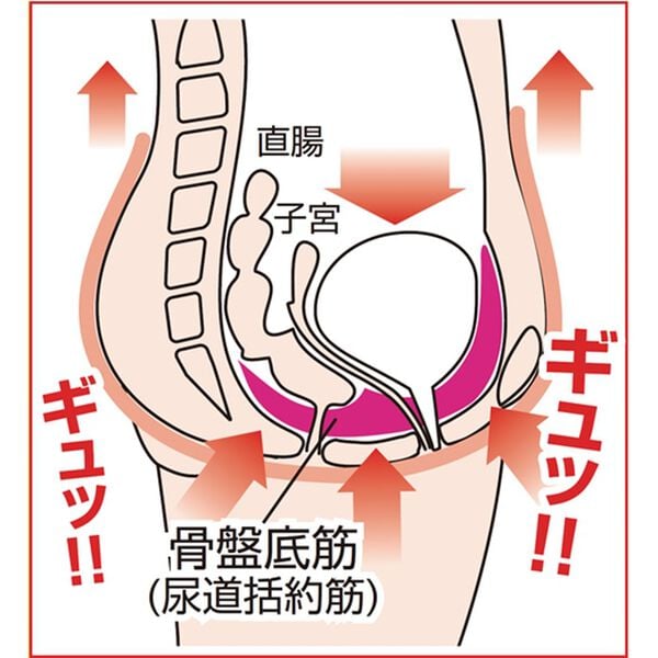 骨盤底筋エクササイズクッション キュットブル - ベルーナ【公式】