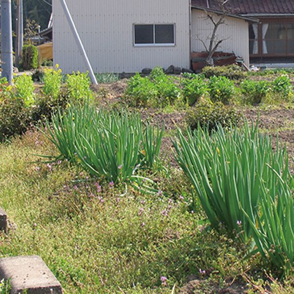 「特許取得！天然成分植物性除草剤（その他日用品）」｜詳細画像